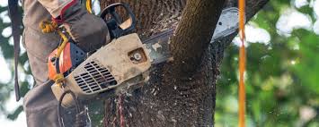 Best Tree Health Inspection  in Pine Island Center, FL