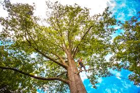 Leaf Removal in Pine Island Center, FL