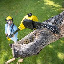  Pine Island Center, FL Tree Care Pros