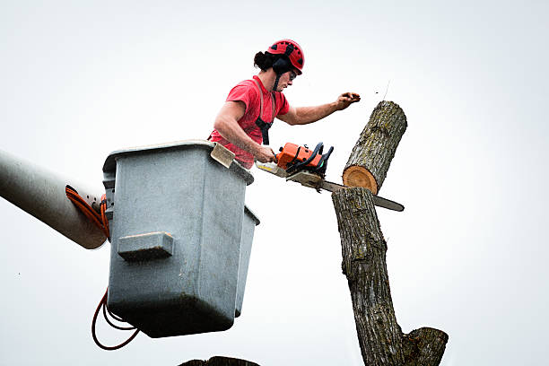 Best Tree Disease Treatment  in Pine Island Center, FL