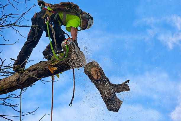 Best Fruit Tree Pruning  in Pine Island Center, FL